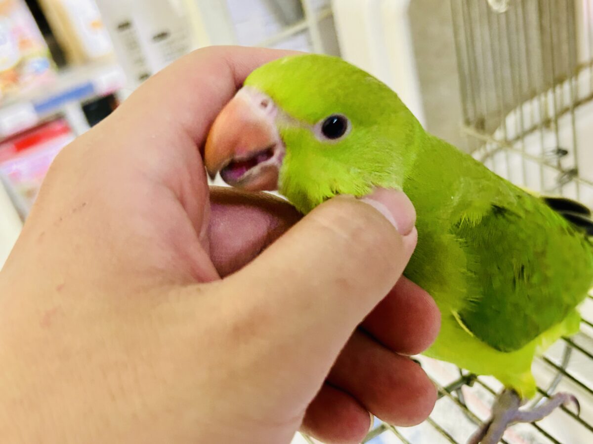 ワカケホンセイインコ（月の輪インコ）