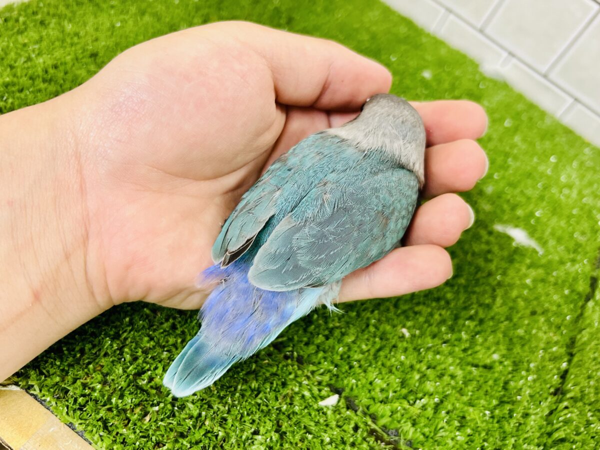 ブルーボタンインコ