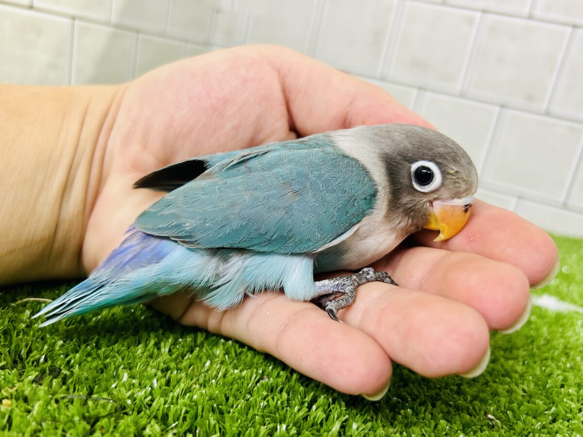 ブルーボタンインコ