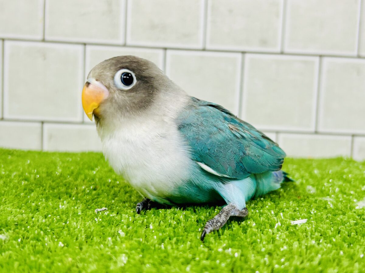ブルーボタンインコ