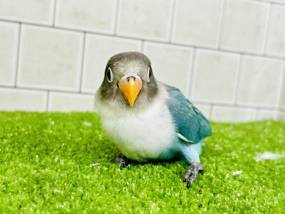 ブルーボタンインコ