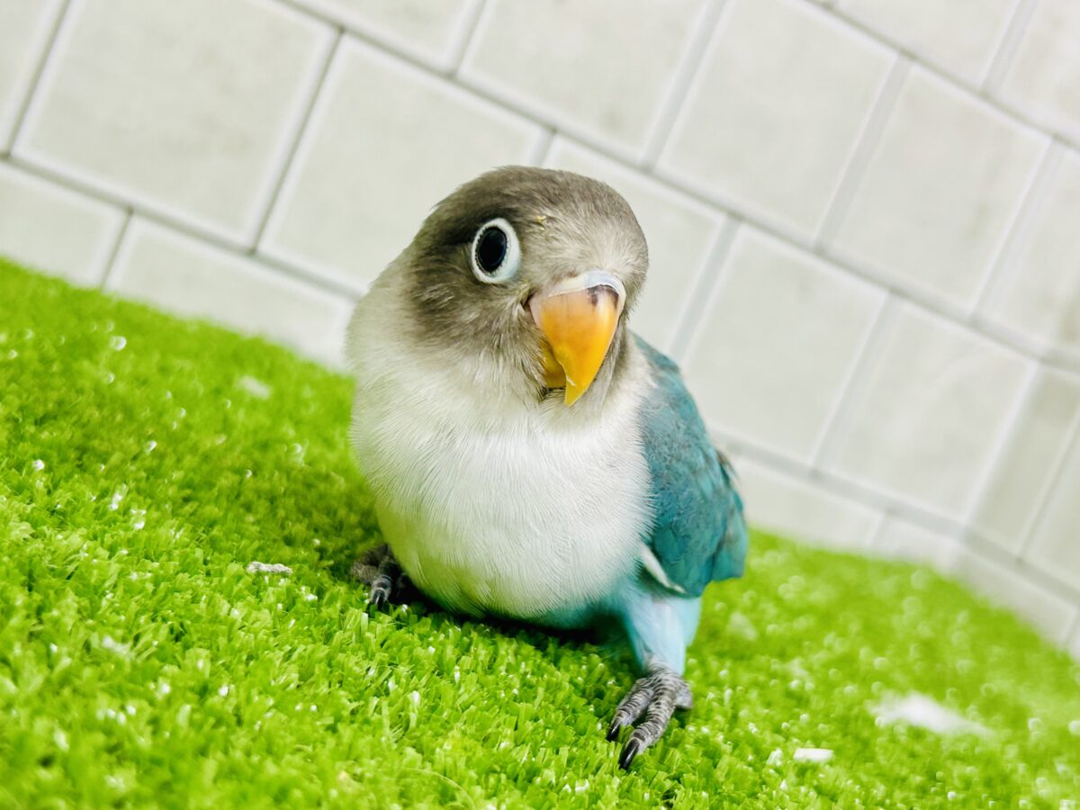 ブルーボタンインコ