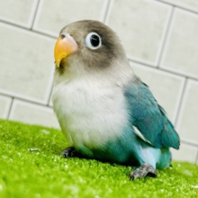 パチパチおめめのおしゃれさん♪♪　ボタンインコ
