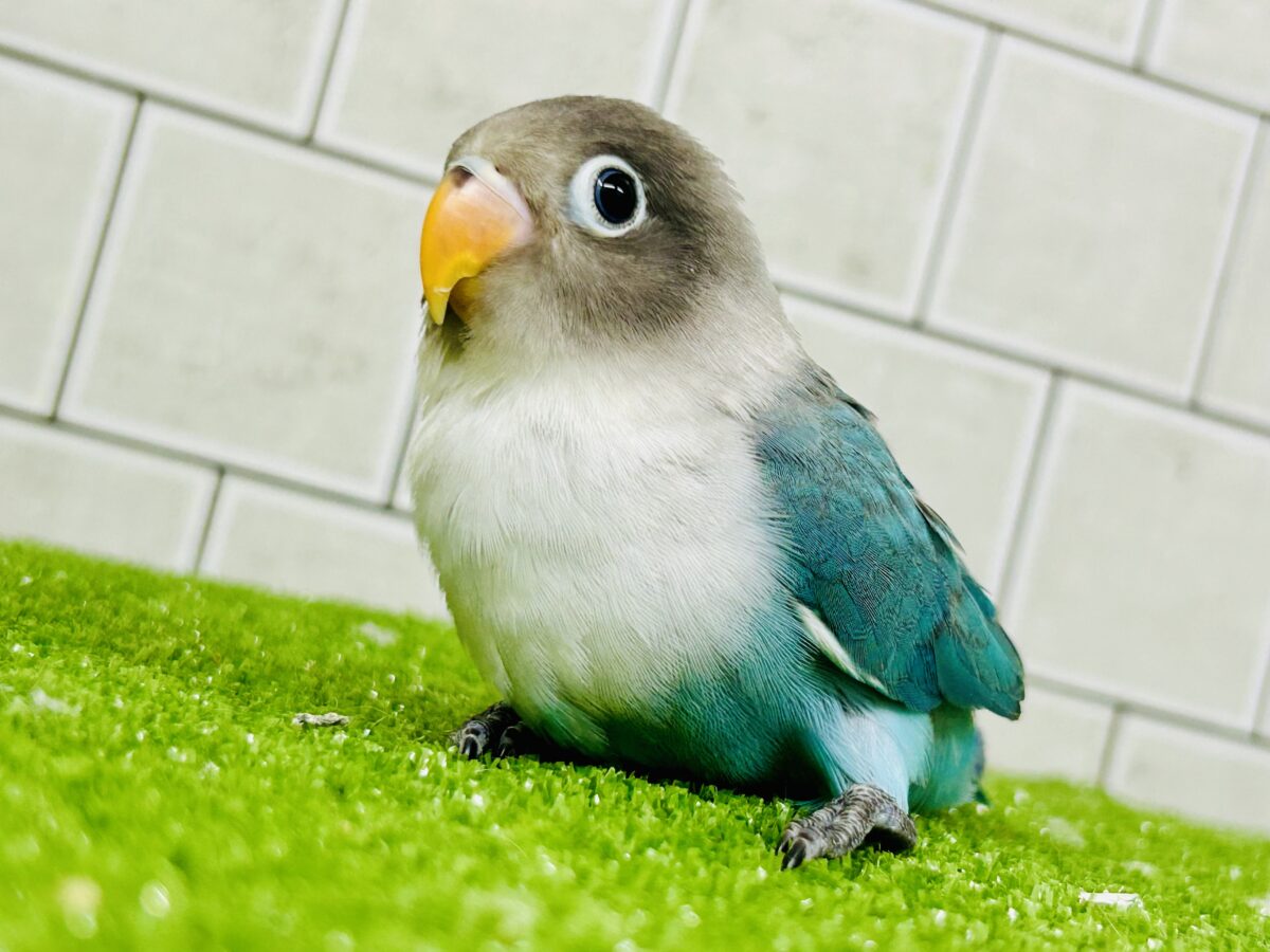 パチパチおめめのおしゃれさん♪♪　ボタンインコ