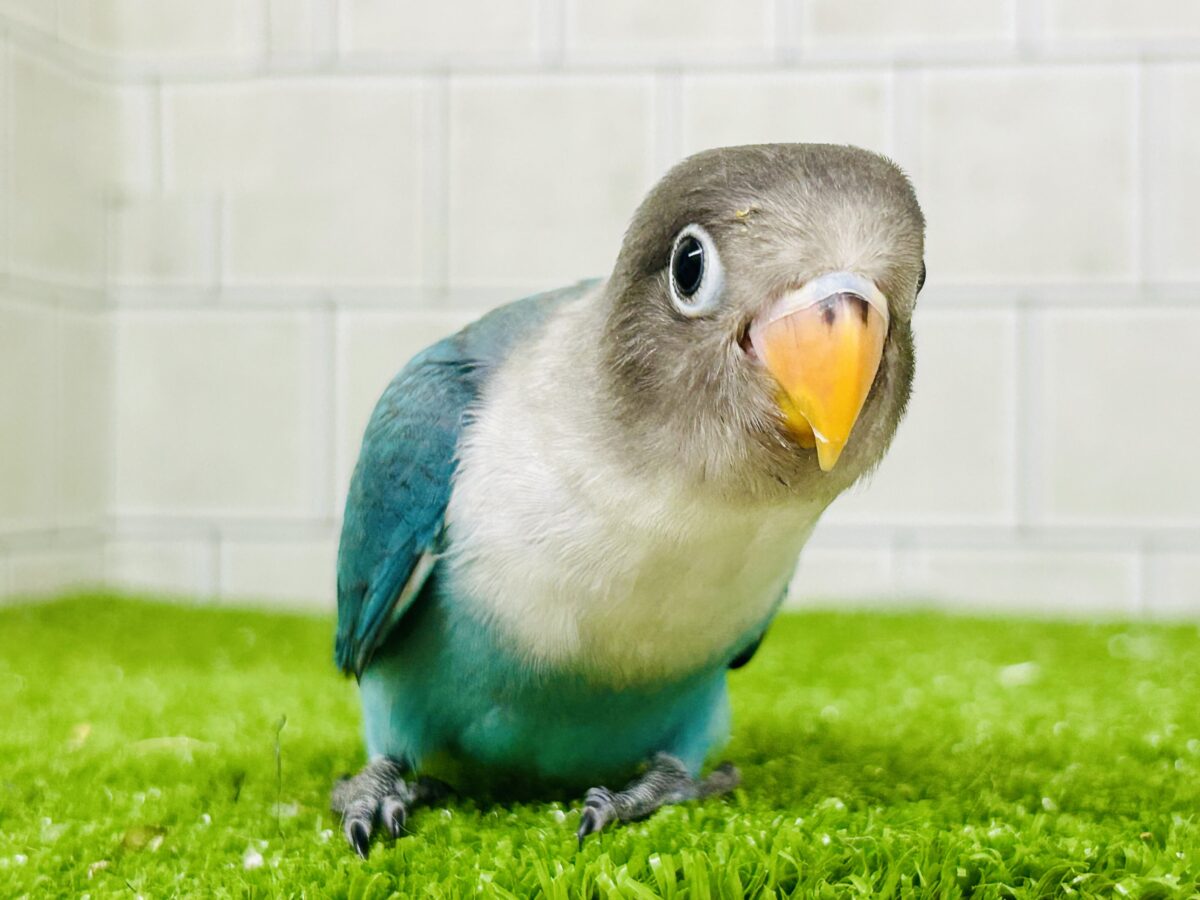 ブルーボタンインコ