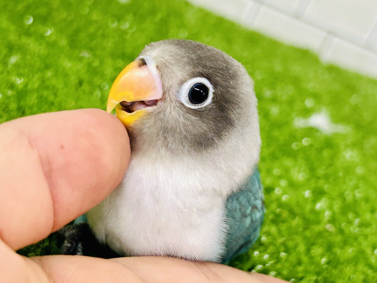 ブルーボタンインコ