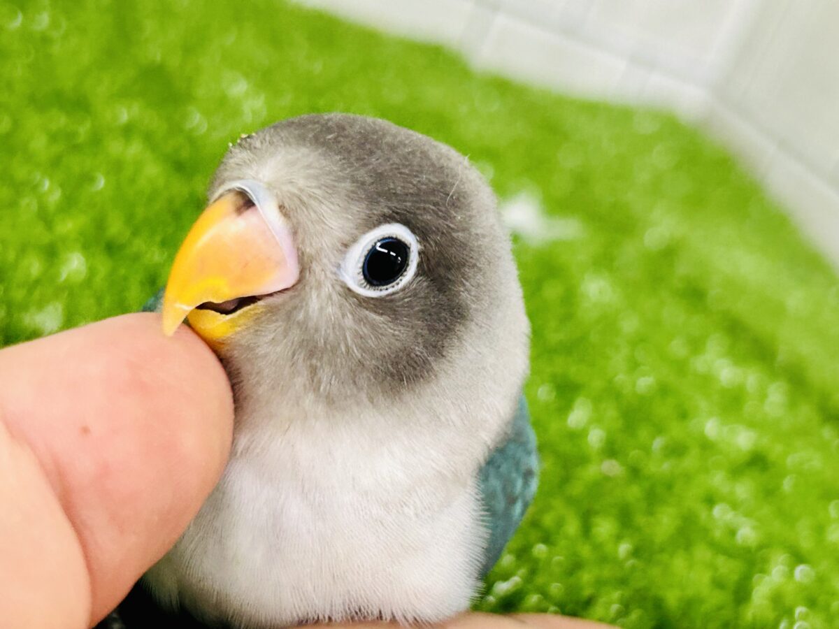 ブルーボタンインコ