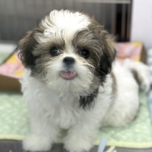 6/26最新🎥元気いっぱい！マルシーズ♡♡MIX犬（マルチーズ×シーズー