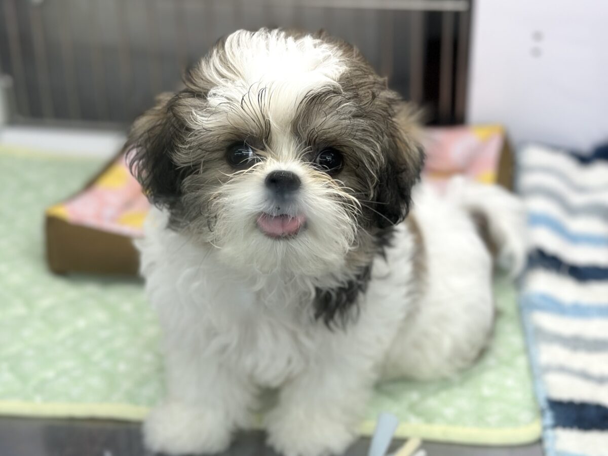 6/26最新🎥元気いっぱい！マルシーズ♡♡MIX犬（マルチーズ×シーズー）2026年3月13日生まれ　男の子