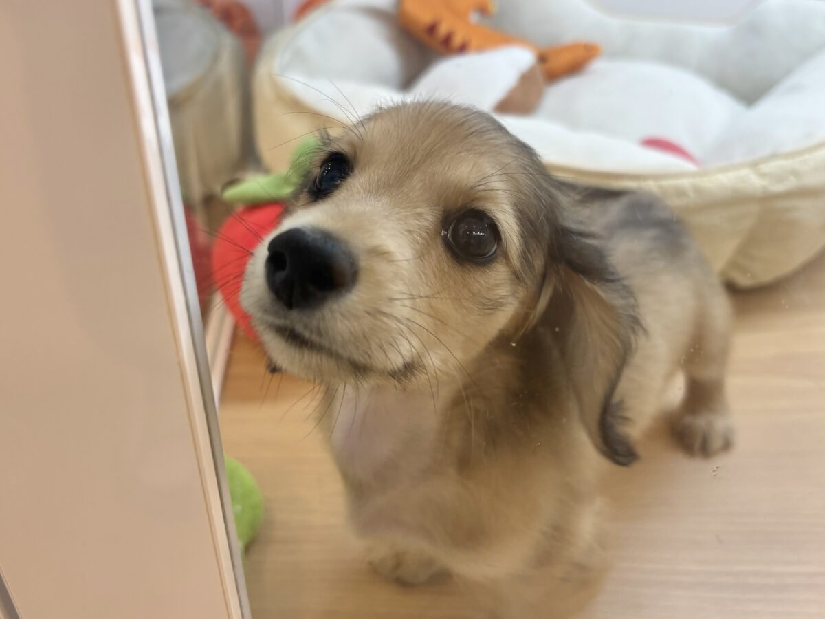 ミニチュアダックス