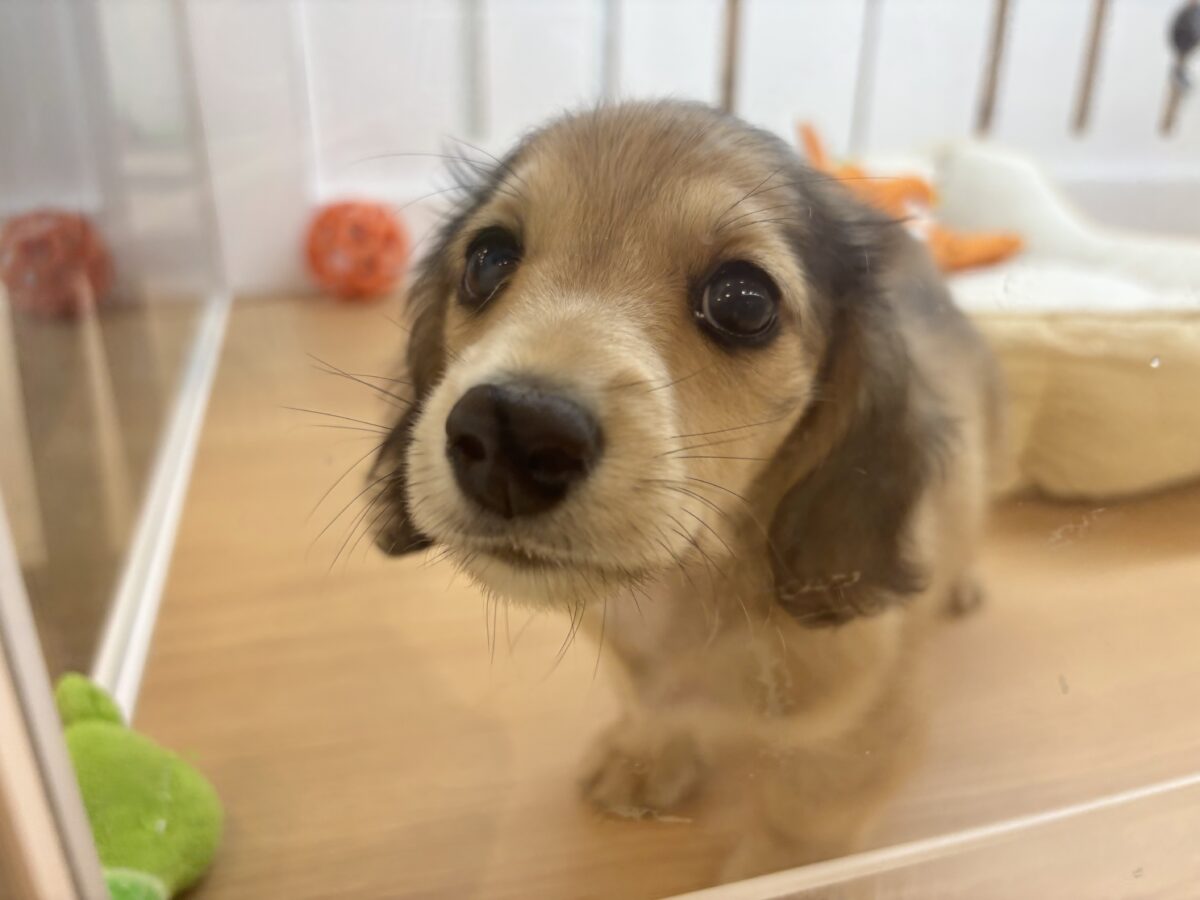 ミニチュアダックス