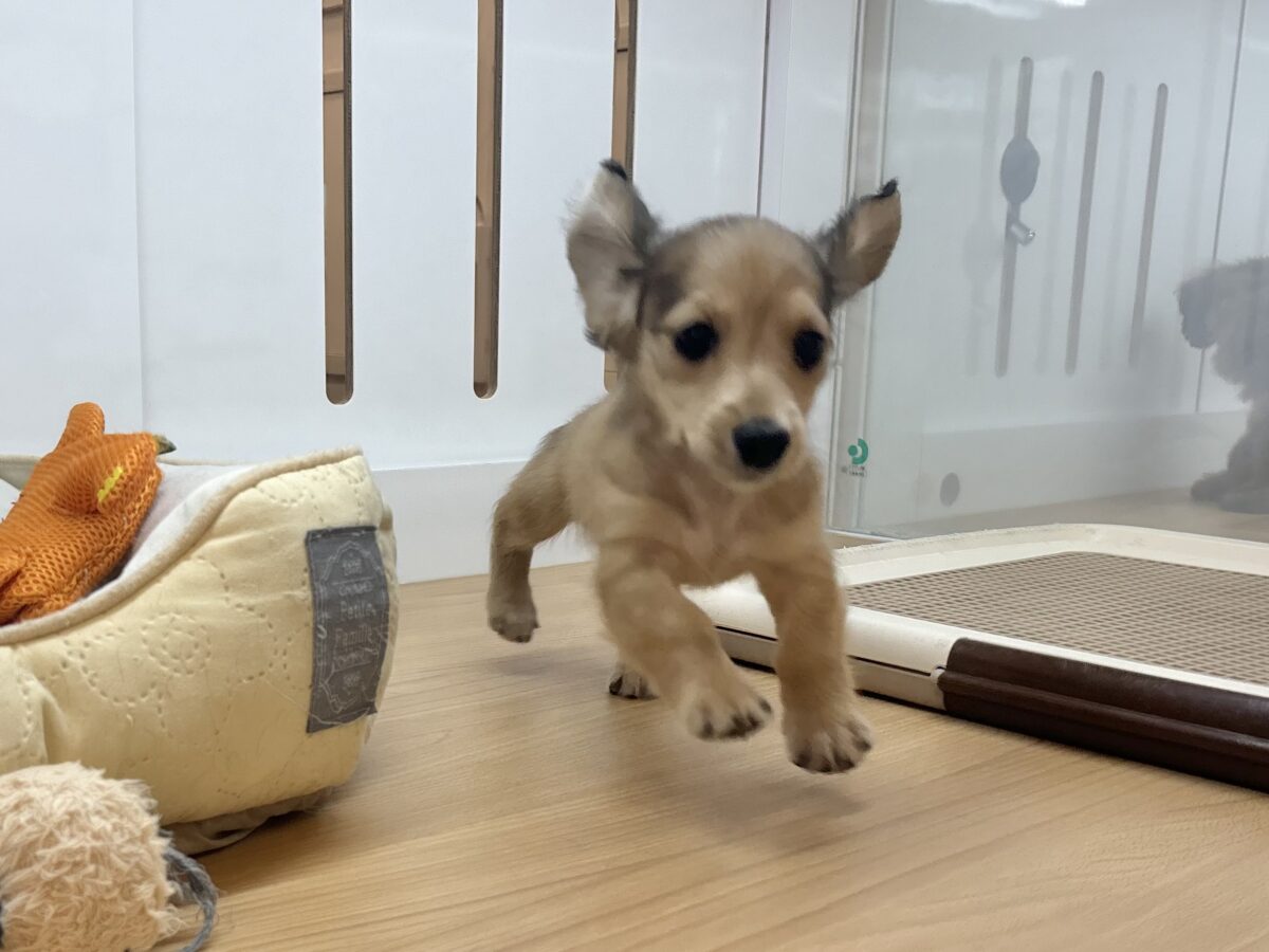 ミニチュアダックス