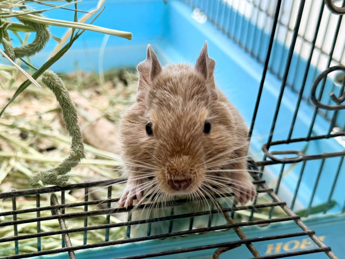 デグー