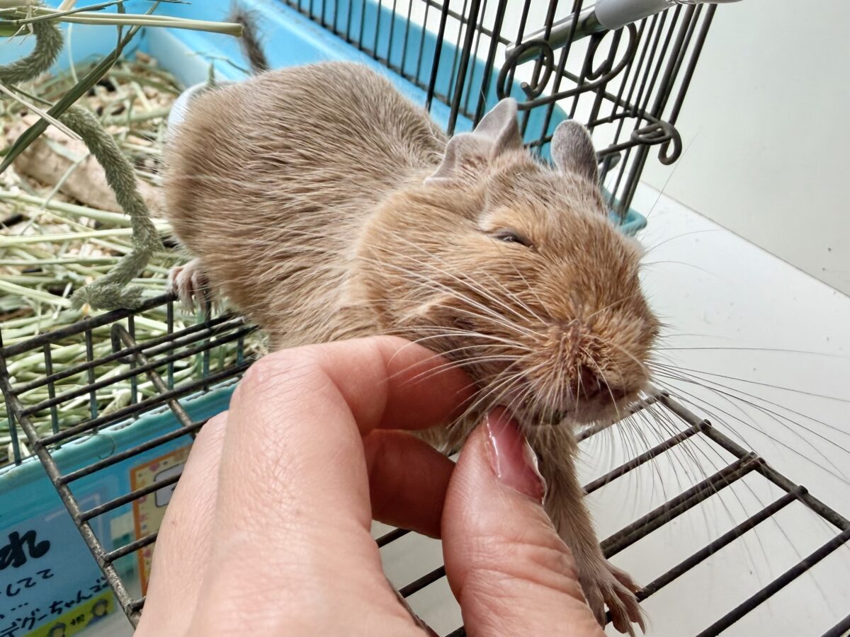 デグー