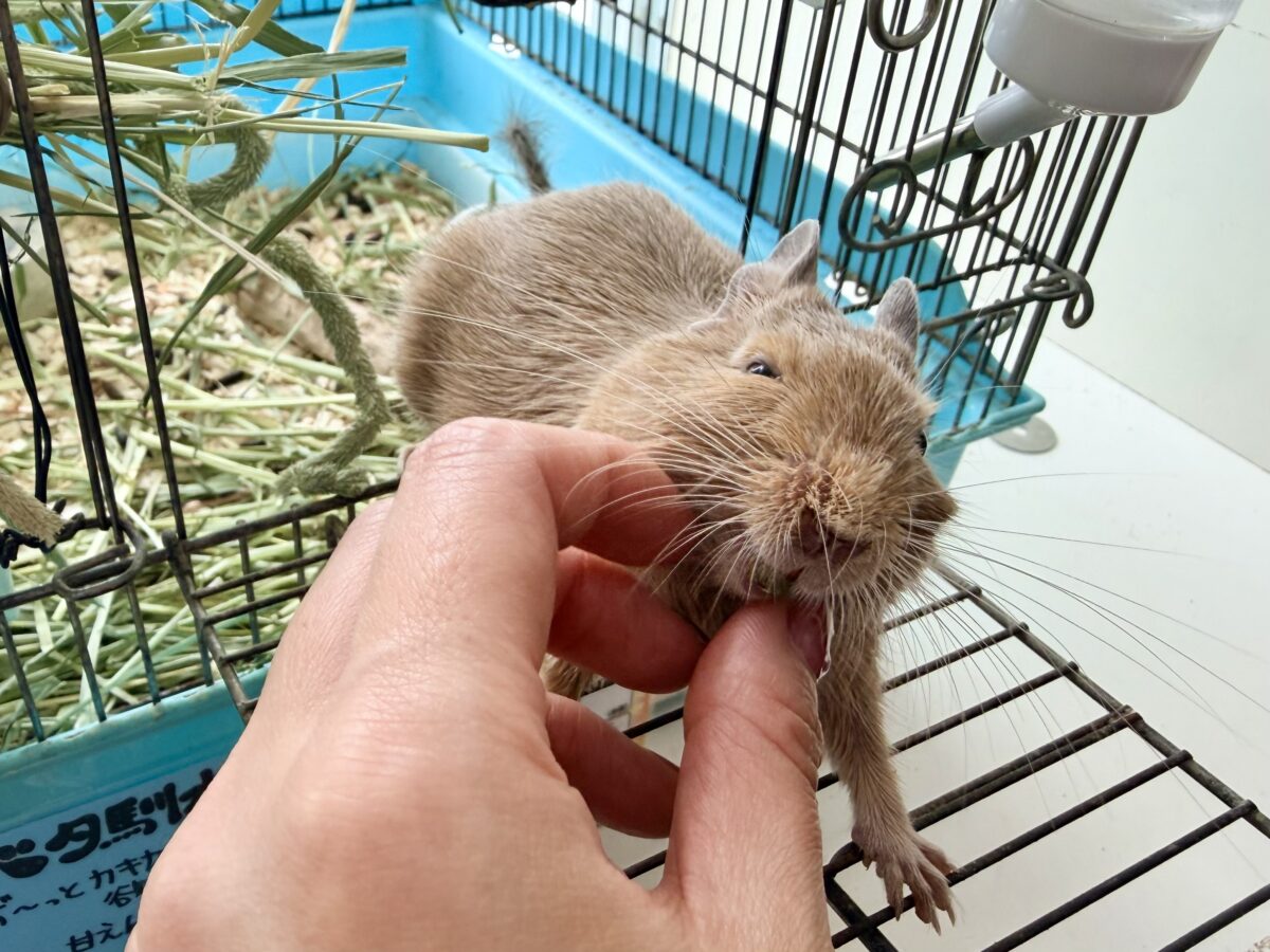 デグー