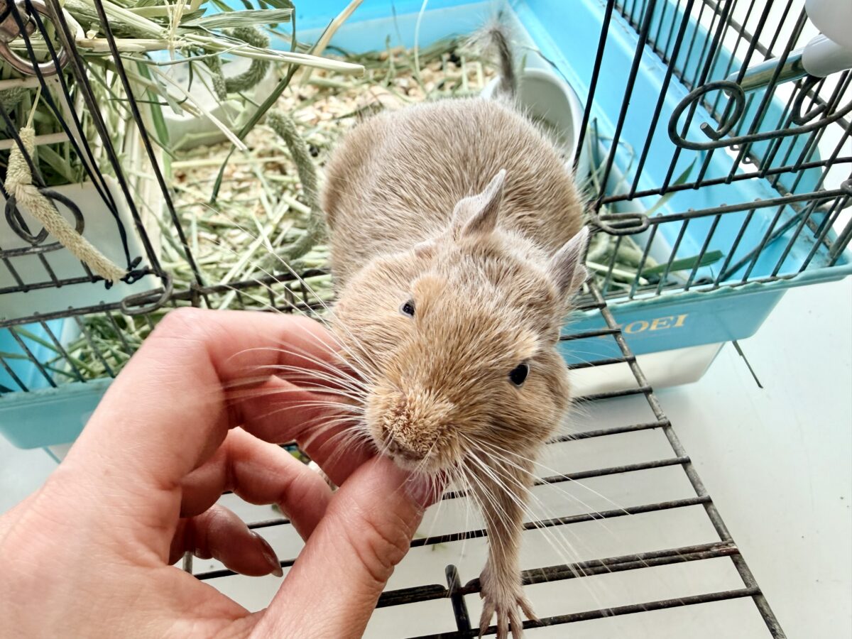 デグー
