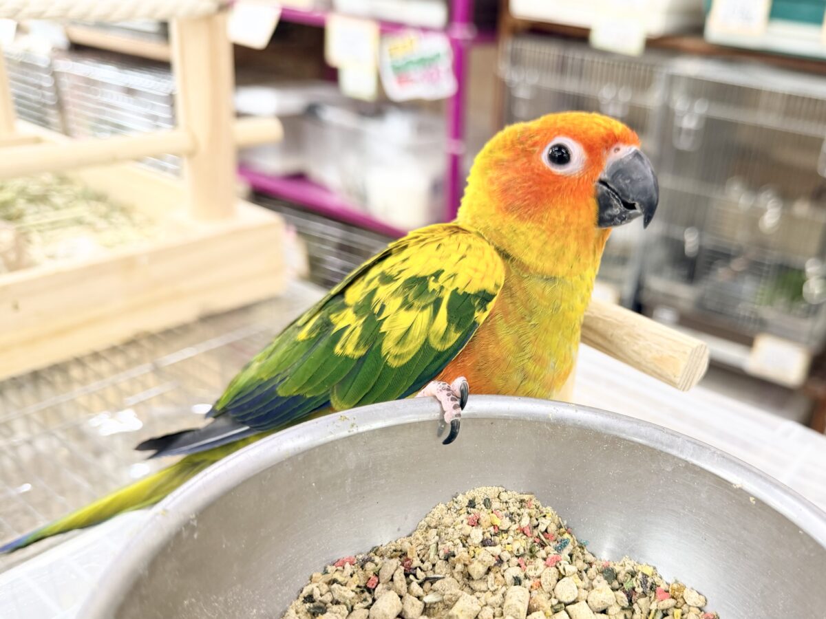 コガネメキシコインコ