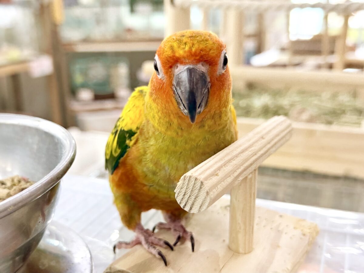 コガネメキシコインコ
