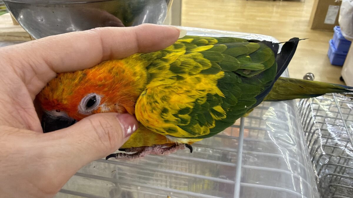 コガネメキシコインコ
