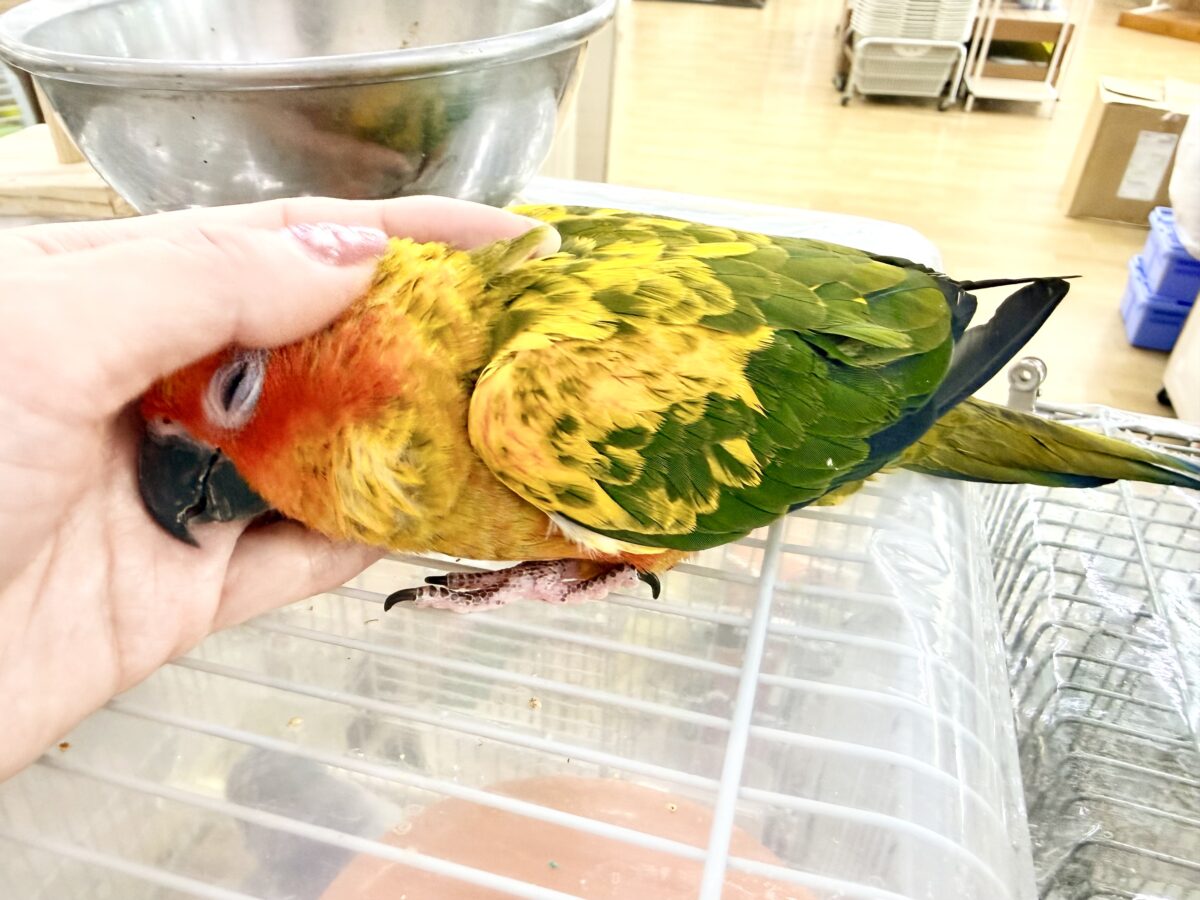 コガネメキシコインコ