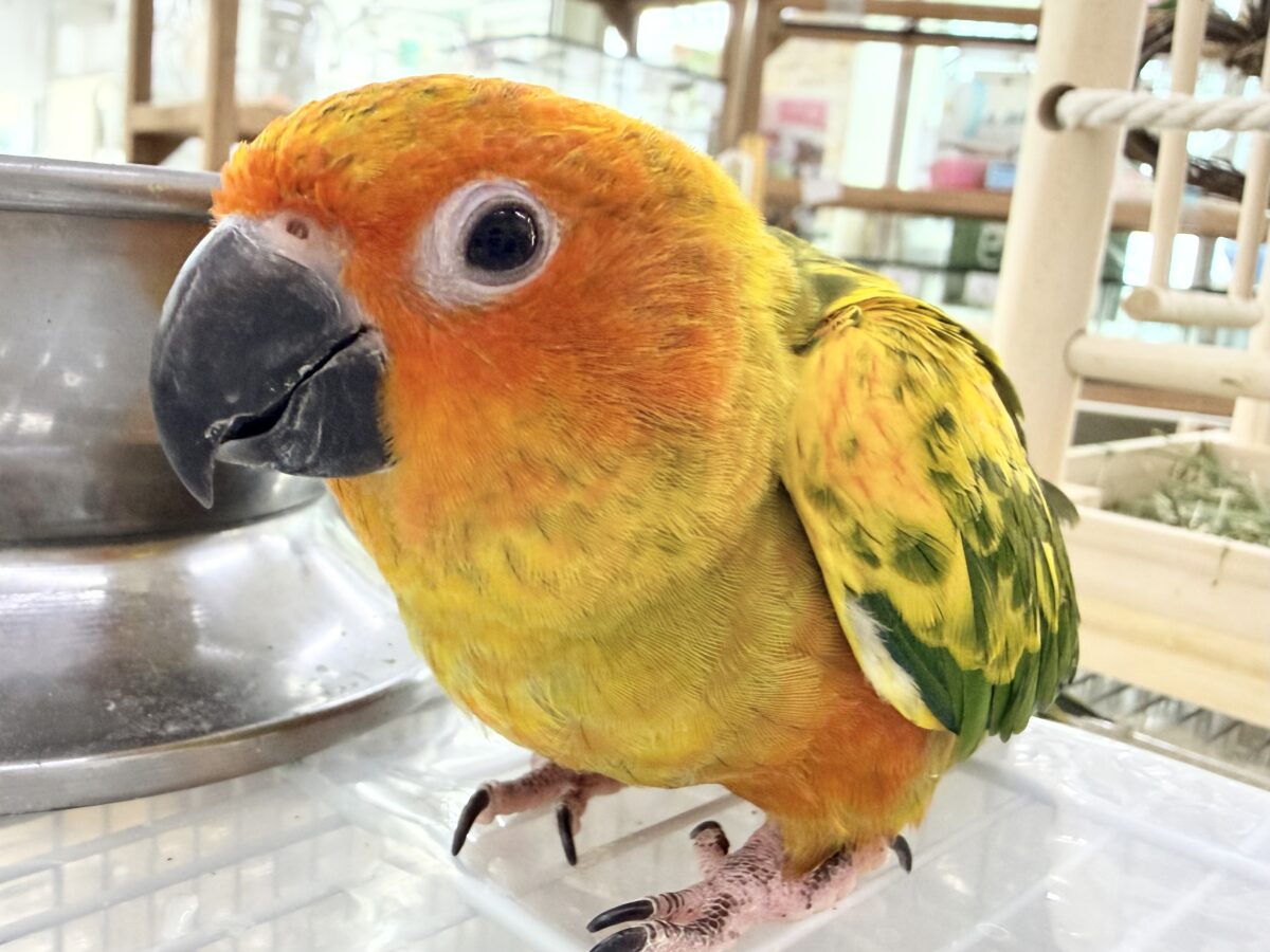 コガネメキシコインコ