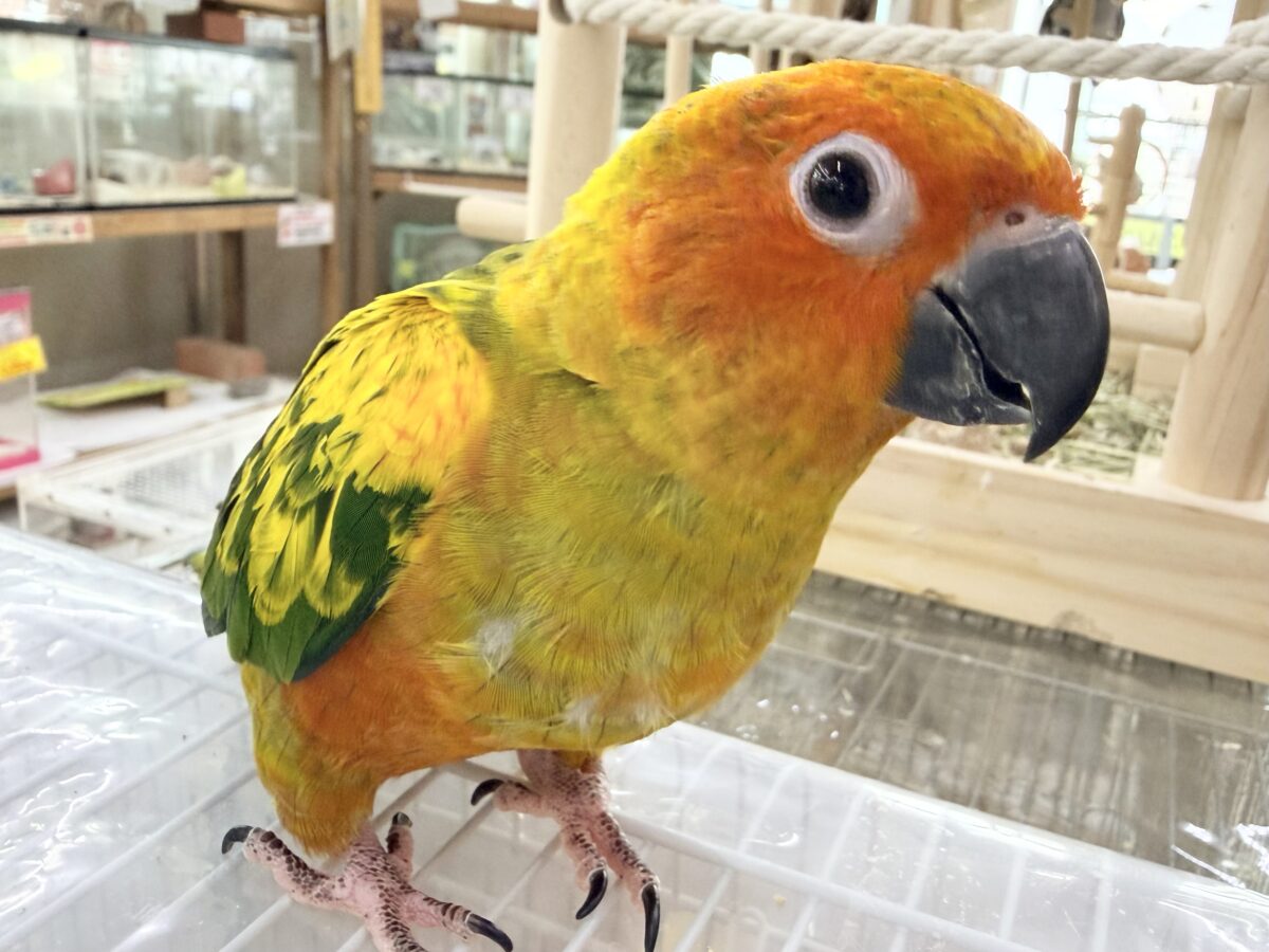 コガネメキシコインコ