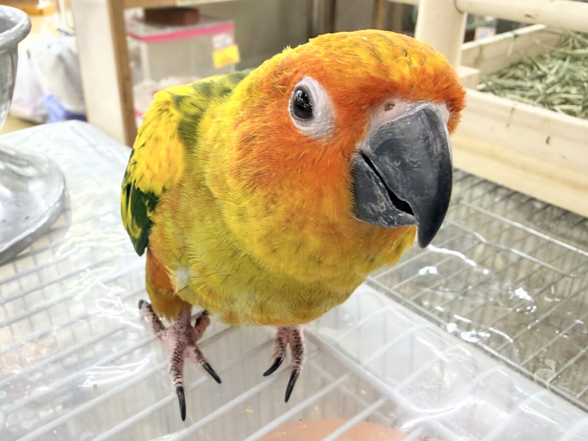 コガネメキシコインコ