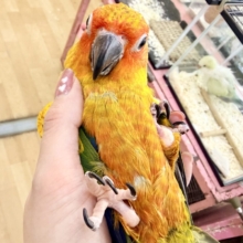 最新画像更新✨久しぶりでテンション上がる⤴︎⤴︎︎💕︎カラフル🌈なコガネメキシコインコのヒナ入荷しました❤️