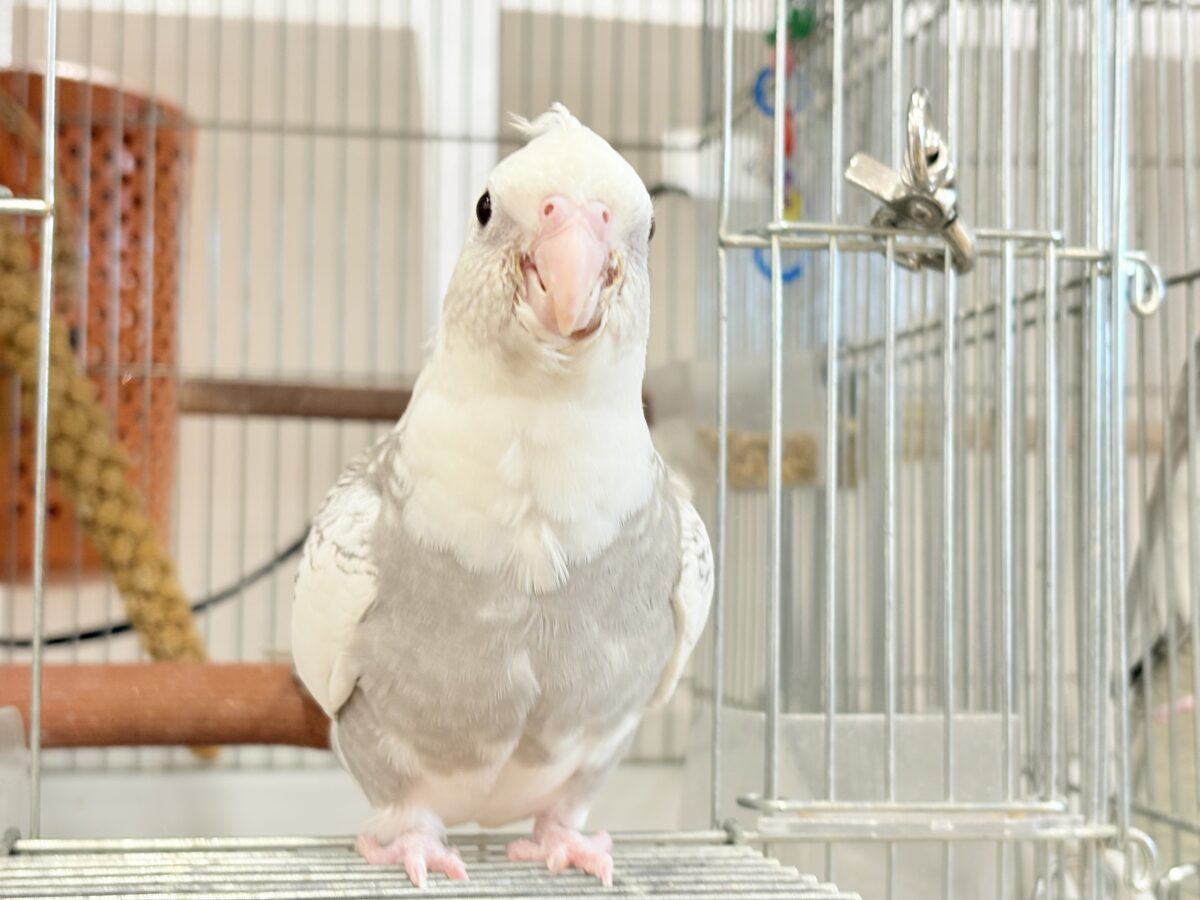 オカメインコ