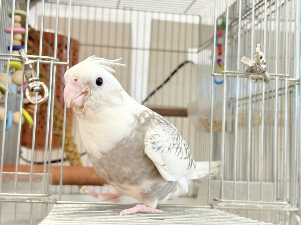 オカメインコ