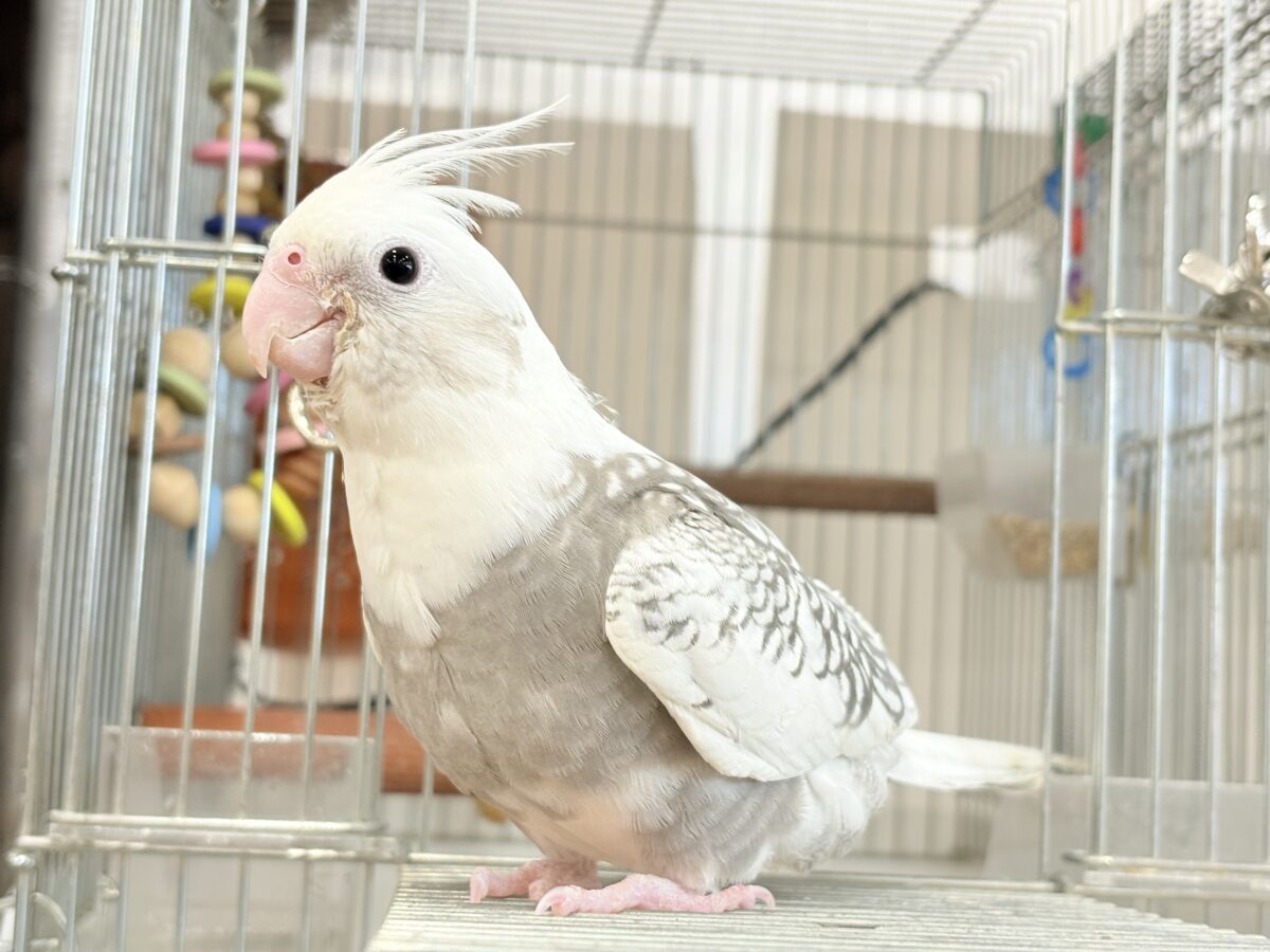 オカメインコ