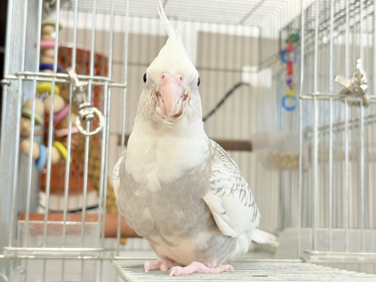オカメインコ