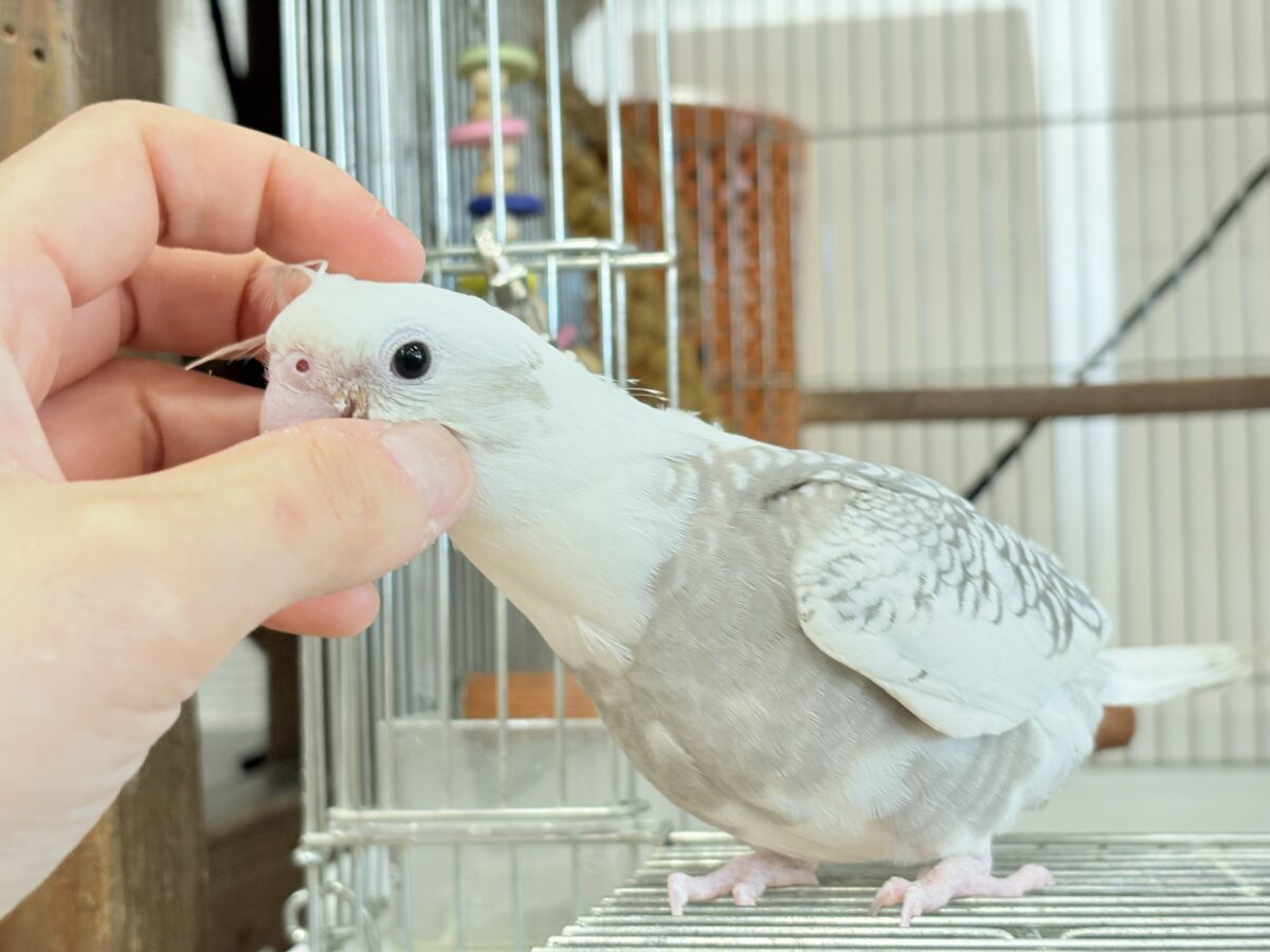 オカメインコ