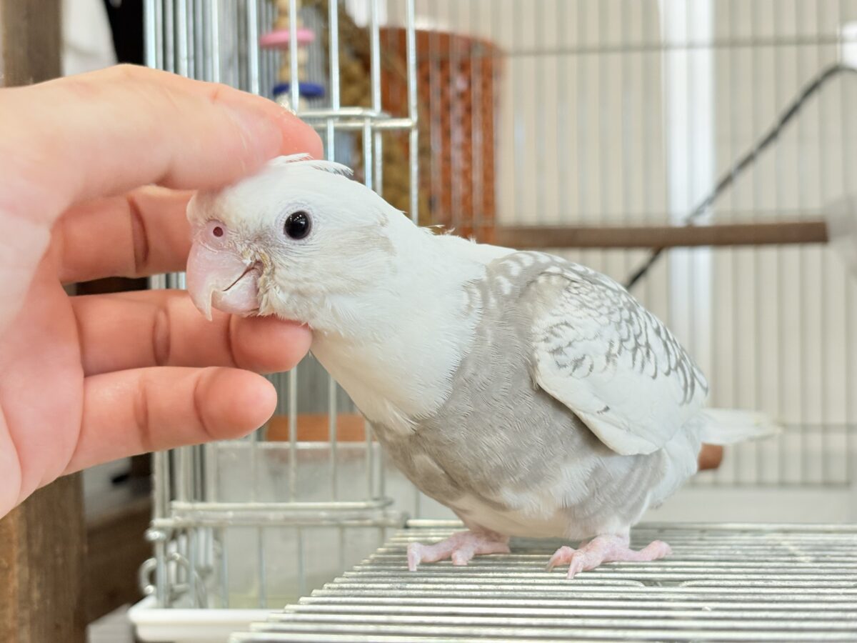オカメインコ