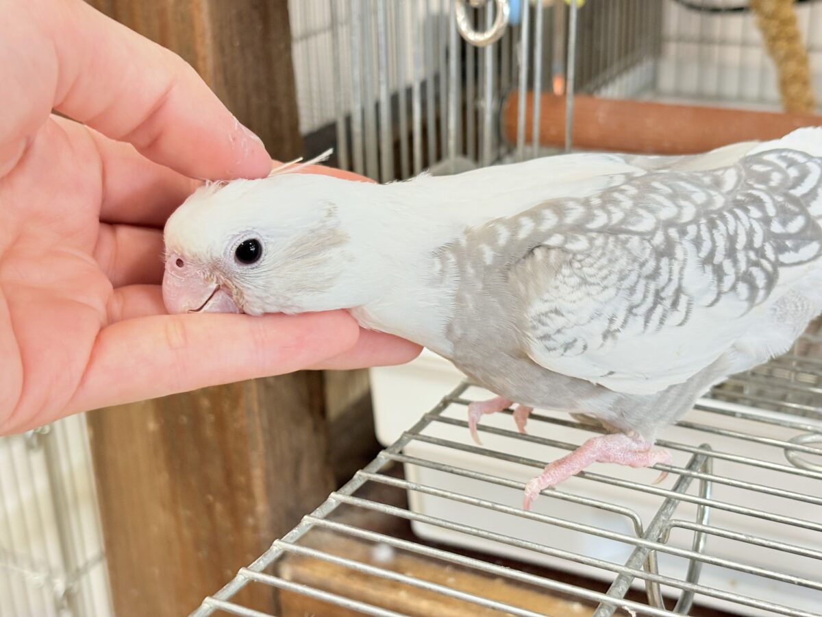 オカメインコ