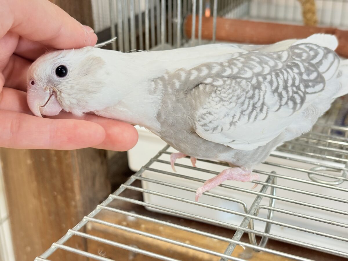 オカメインコ