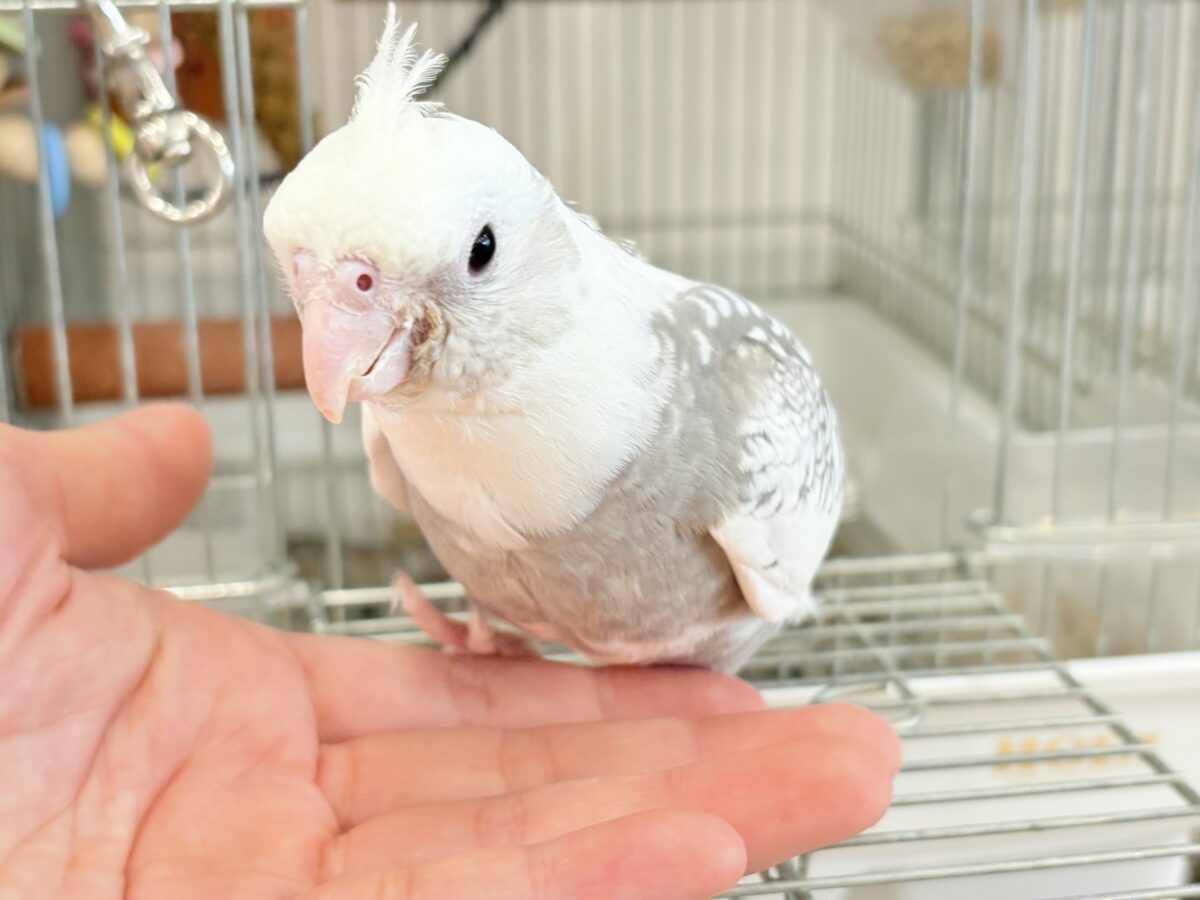 オカメインコ
