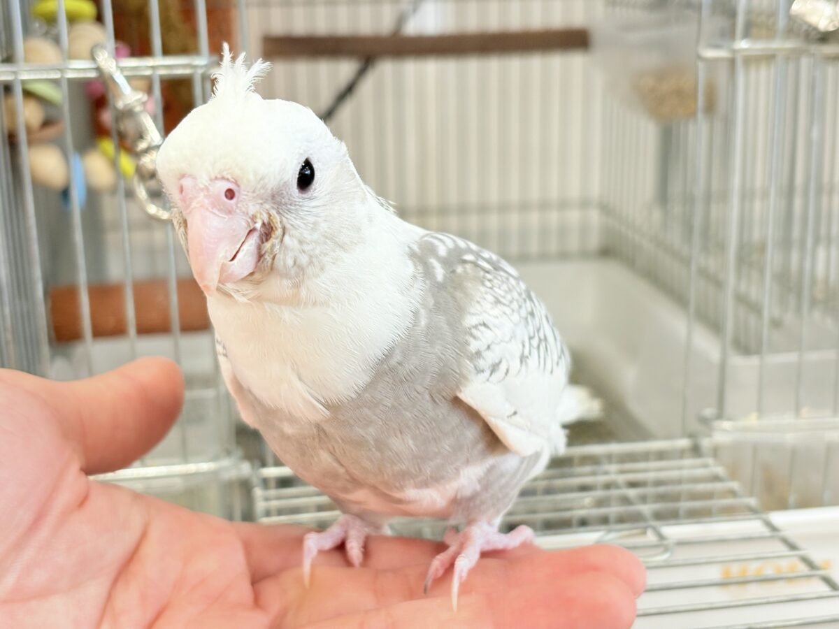 オカメインコ