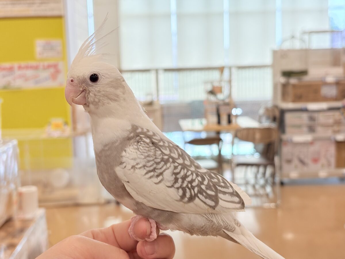オカメインコ
