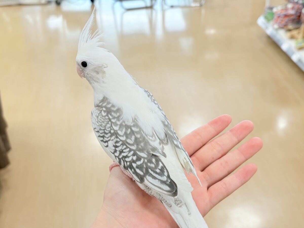 オカメインコ
