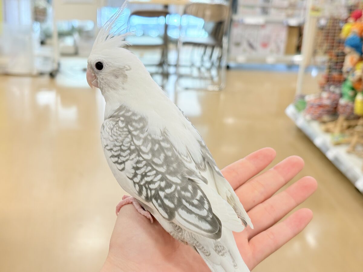 オカメインコ