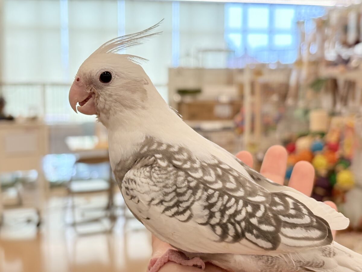 オカメインコ
