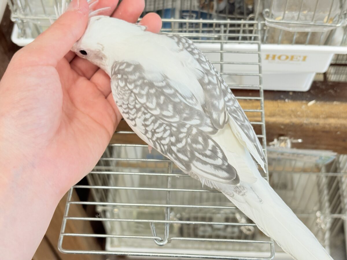 オカメインコ