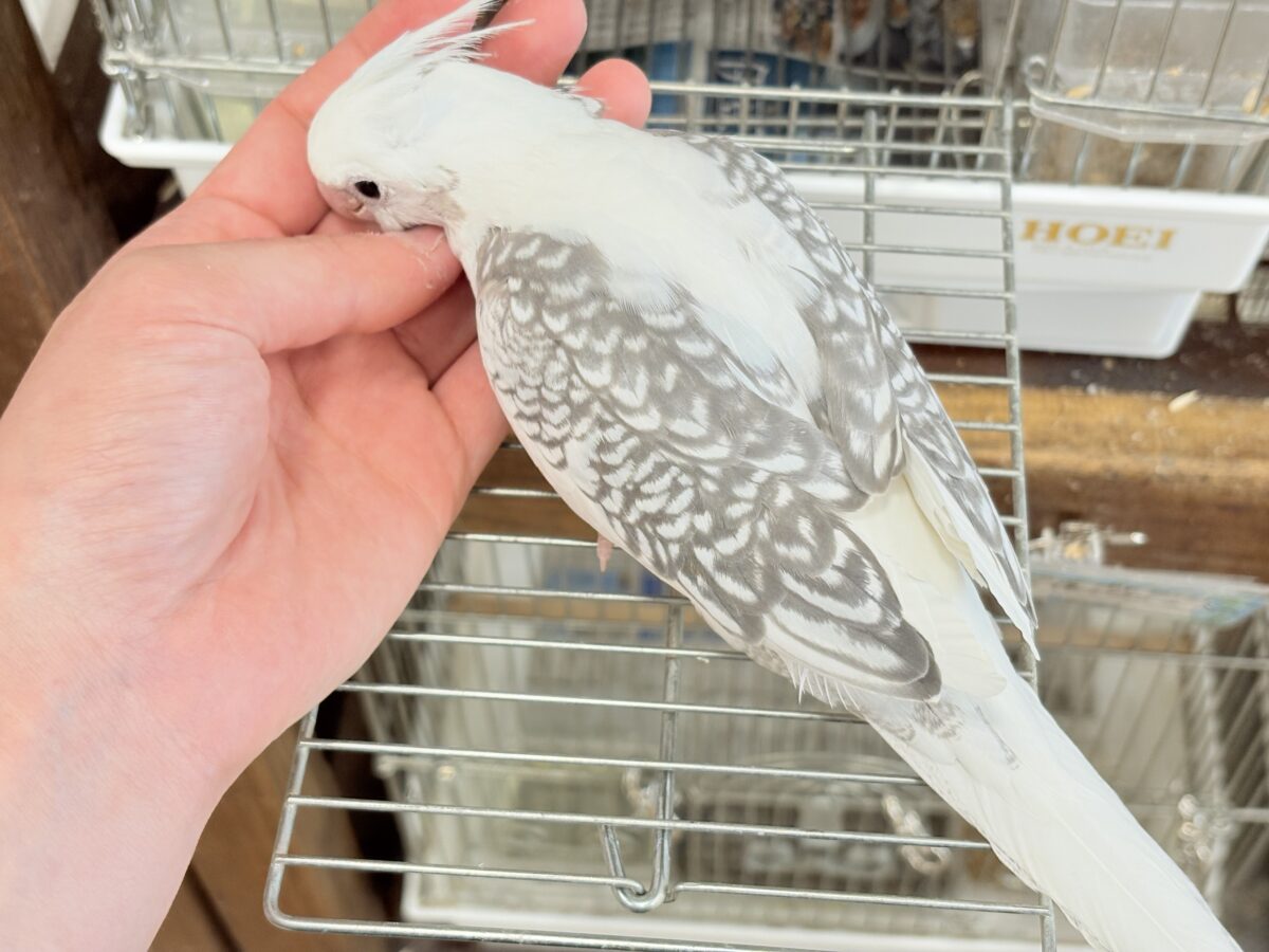 オカメインコ