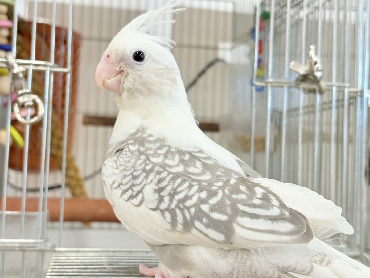 オカメインコ