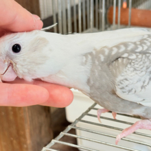 【最新画像更新🪄もうすぐひとり餌‪☆】ギャップが詰まった可愛い子♥オカメインコ(WFパールパイド) ヒナ