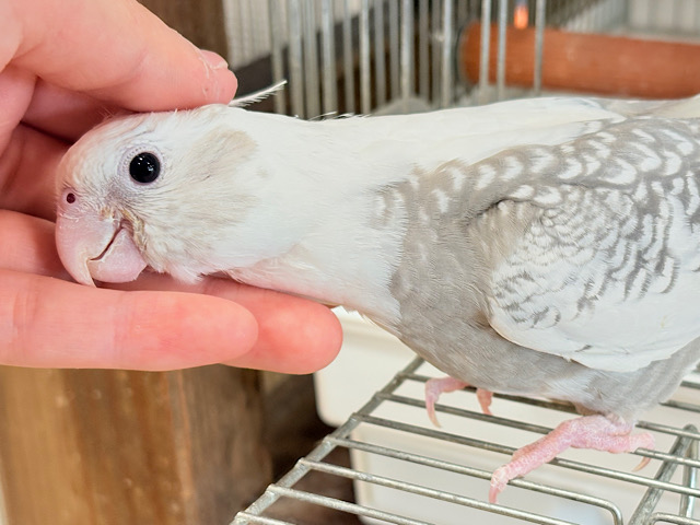 【動画更新🪄ひとり餌になりました‪☆】ギャップが詰まった可愛い子♥オカメインコ(WFパールパイド) ヒナ
