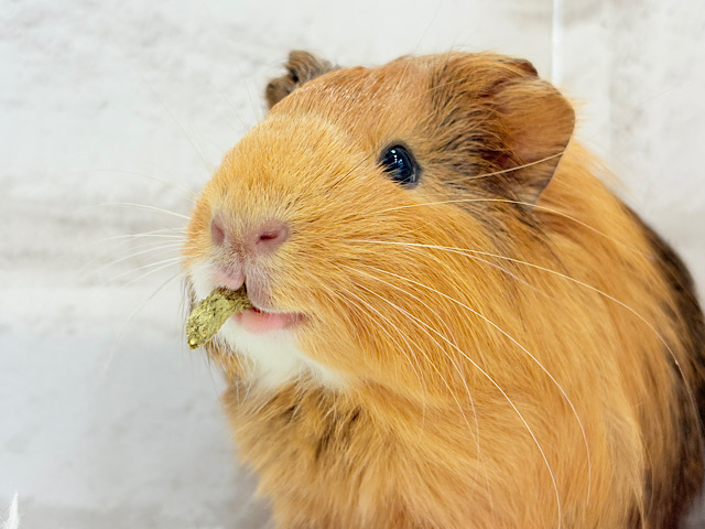 【最新画像更新🪄】むにむにチョコレート🐹🍫イングリッシュモルモット(男の子)