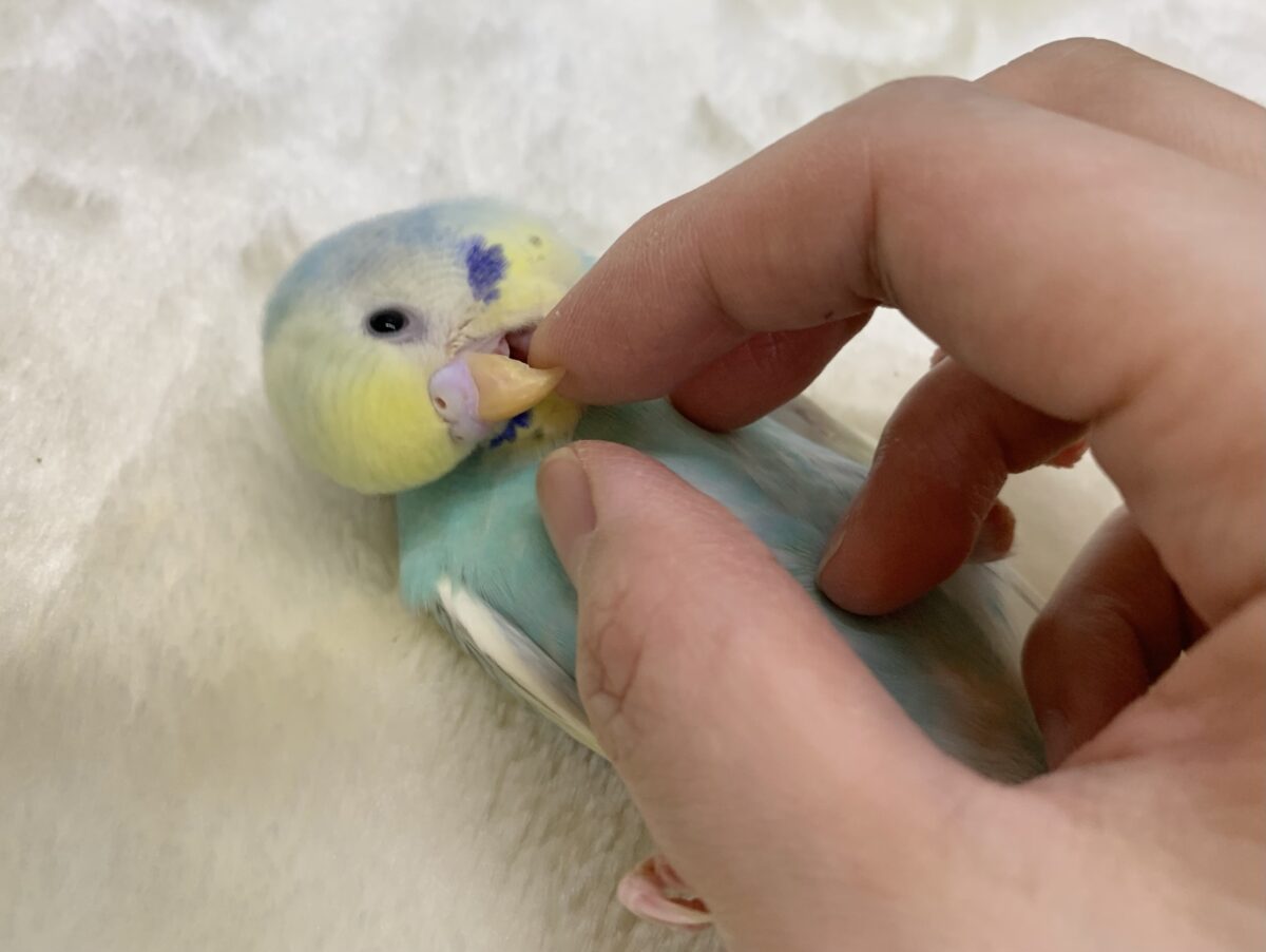 セキセイインコ