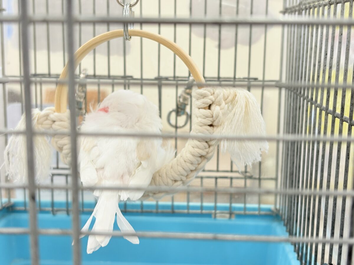 アルビノ文鳥
